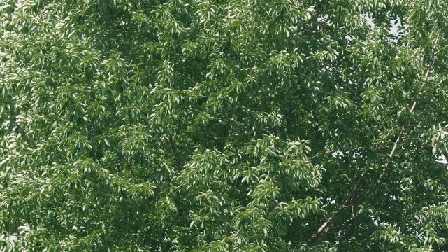 Broadleaf Trees with Fresh Green Foliage Against a Background of Cumulus Clouds
