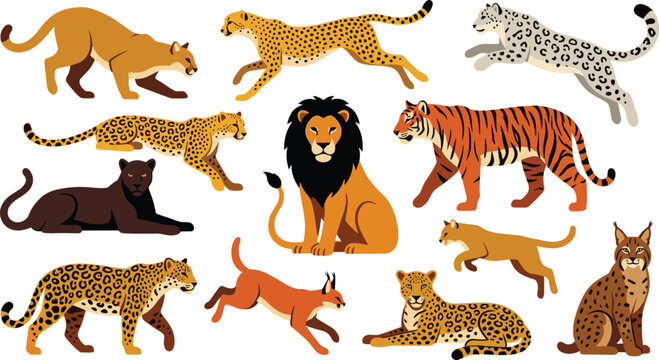 Wild big cats cartoon vector set featuring lion tiger leopard cheetah panther jaguar cougar caracal lynx running sitting isolated on white background