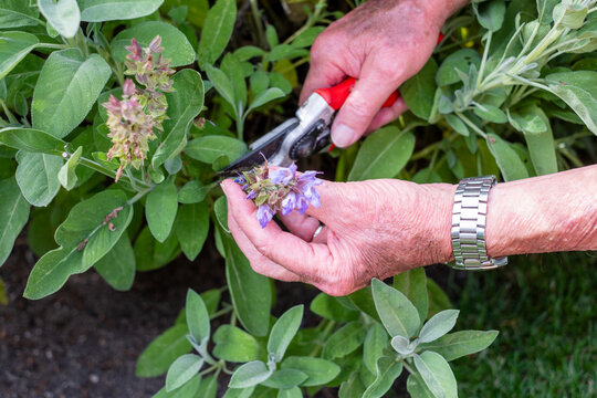Hands harvesting fresh sage blooming flowers using pruning shears