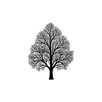 Silhouette of a Deciduous Tree with Intricate Branches.