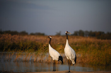 Obraz premium Red-crowned cranes in wetland at dusk