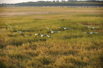 Obraz premium Cranes Flying Over Autumn Wetland Reeds
