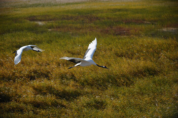Obraz premium Red-crowned Cranes Flying Over Yanhai Wetlands in Jilin, China