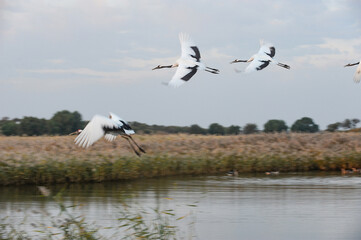 Obraz premium Red-crowned cranes flying over wetland in Jilin, China