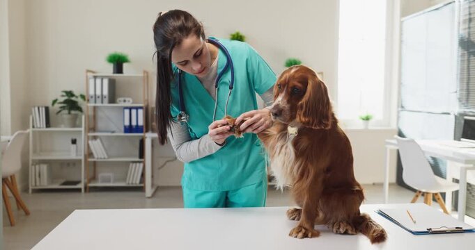 Veterinarian vet woman examines dog cocker spaniel. In a clean clinic the pet sits on the table as a doctor does a gentle exam and checkup. Caring veterinary service and pet healthcare concept.