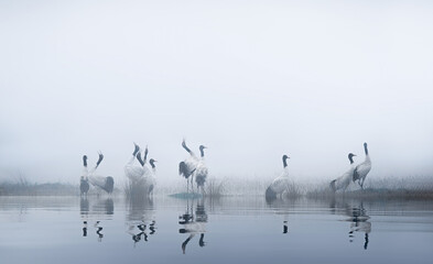Obraz premium Cranes in Misty Wetland with Reflections at Dawn
