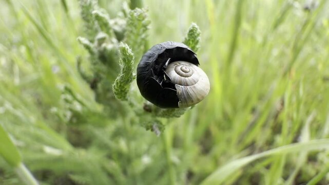 Black ground beetle preying on a land snail, feeding into its cream spiral shell on a green bud in a summer meadow. Extreme close-up macro of insect predation