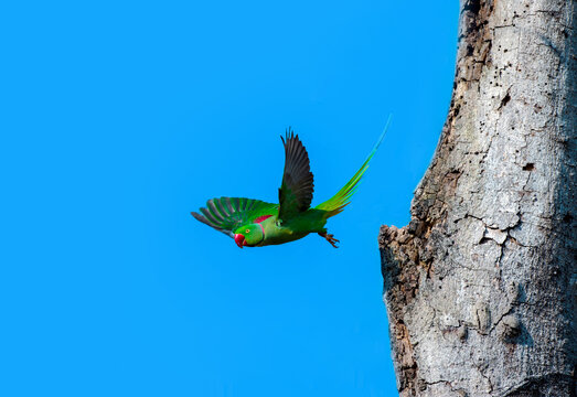 Green parakeet in flight near tree trunk against blue sky