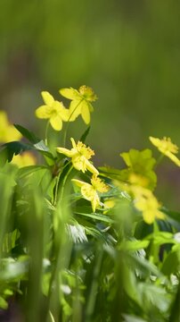 Vertical 4k b-roll of bright yellow buttercup flowers in spring forest. Beautiful ranunculus blossoms swaying on green meadow. Detailed floral scene for botanical projects and gardening content