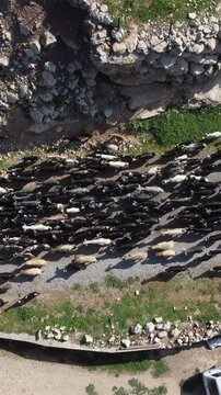 Drone image goats moving flocks