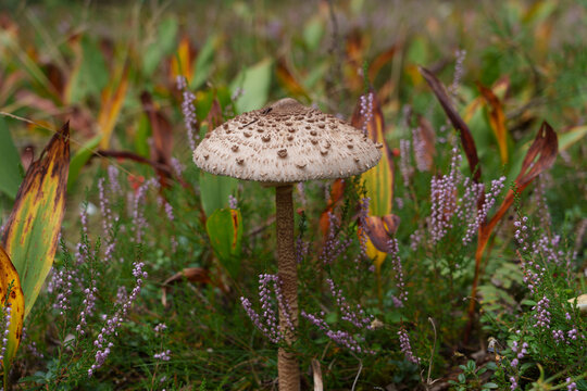 A parasol mushroom on a thin stem with a scaly cap. In the forest around the mushroom are heather flowers and yellowed lily of the valley leaves. Close-up.
