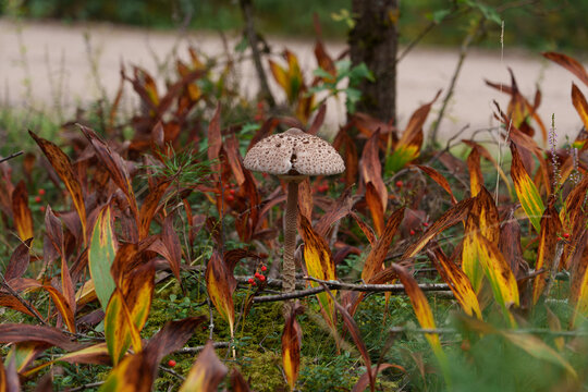 A parasol mushroom on a thin stem with a scaly cap. In the forest around the mushroom are heather flowers and yellowed lily of the valley leaves. Close-up.