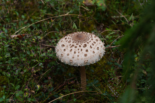 A parasol mushroom on a thin stem with a scaly cap. In the forest around the mushroom are heather flowers and yellowed lily of the valley leaves. Close-up.