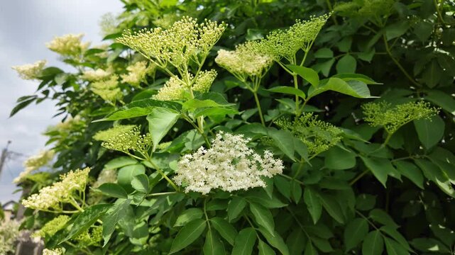 A blooming elderberry bush with large, white and greenish flower umbels and dense green leaves, gently blowing in the wind against a cloudy sky on a bright summer day.
