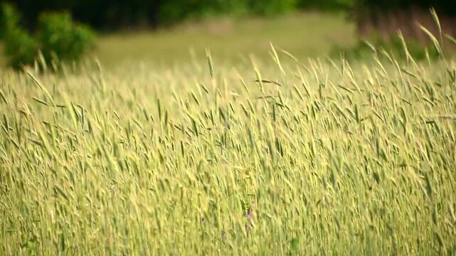 Rye stalks swaying in grassy countryside field on sunny day