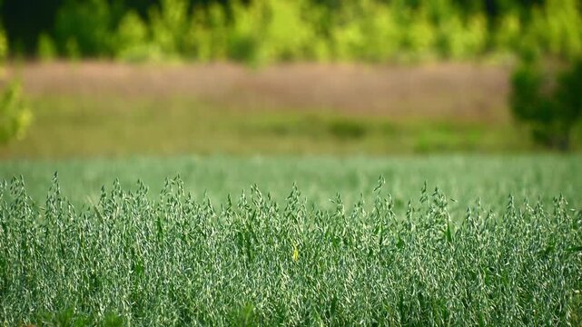 Green crop field swaying in wind on rural meadow during summer. The oat (Avena sativa)