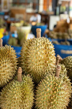 Pile of Monthong durian, famous type of durain fruit, in the basket, that were havested and ready for sale at Thailand local market. Food object photo, close-up with selective focus.