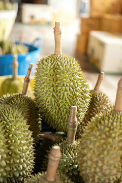 Pile of Monthong durian, famous type of durain fruit, in the basket, that were havested and ready for sale at Thailand local market. Food object photo, close-up with selective focus.