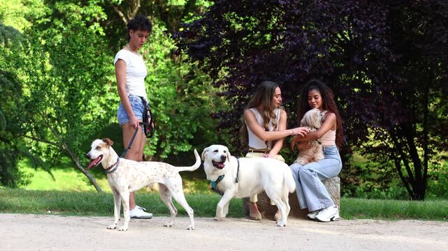 Three young women meeting with their dogs in a summer park