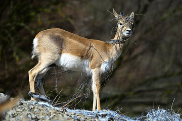 Blackbucks, zoo  animals antelope © Vitezslav Halamka