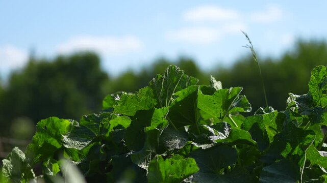 a green plant with large leaves and a blue sky