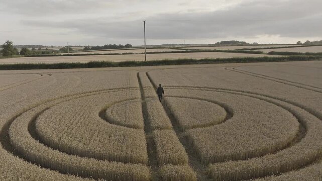 Walking man in dark jacket moving along tramline to inspect crop rings as aerial camera starting