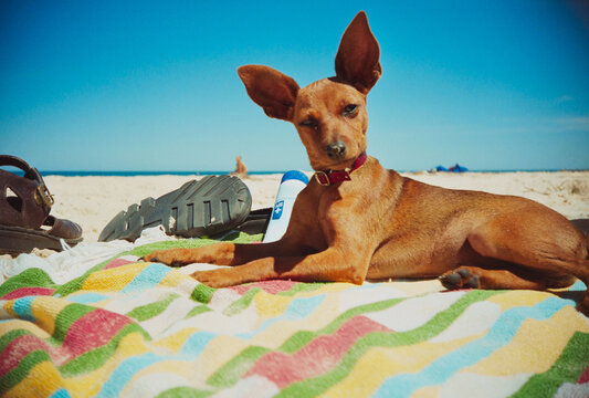 Dog Relaxes on Beach Towel Near Ocean Under Clear Sky