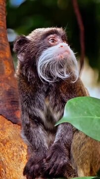 Close-up of Emperor Tamarin Monkey (Saguinus imperator) with long white mustache sitting on a tree branch in the rainforest