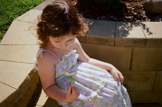 Young Girl Holding Flower During Sunny Summer Queensland Afternoon