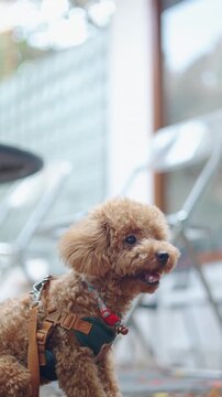 Vertical close up daylight portrait with selective focus features a cute brown toy poodle standing outdoors. The wind gently blows its soft fluffy fur, providing excellent top copy space.