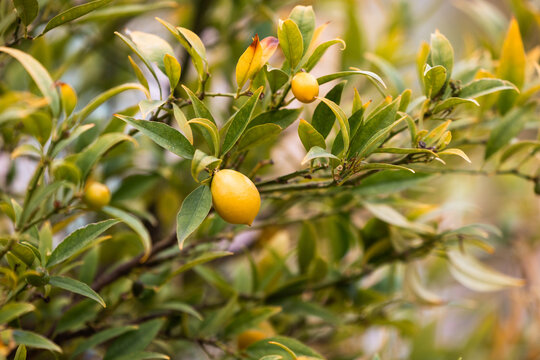 Kumquat Tree In Sunlight