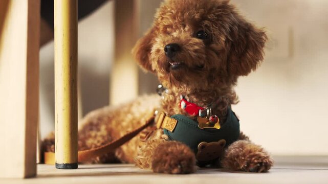 A cute brown toy poodle lying on an indoor floor wearing a harness. Happy best friend resting in beautiful morning daylight. Close up animal portrait shot with selective focus and blurred background.