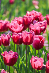 Fototapeta premium Pink Tulips Blooming in a Spring Garden