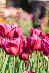 Fototapeta premium Pink Tulips Blooming in a Spring Garden