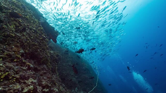 Underwater shot of large school of silver fish swimming above deep reef in Palau