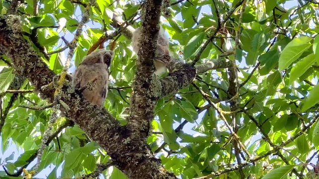 Two youngs Long-eared owls that left the nest, watching, staring and blinking, perched in a cherry blossom tree in an orchard. Asio otus, Prunus avium, Indre-et-Loire 37, r&eacute;gion Centre, France, Europe