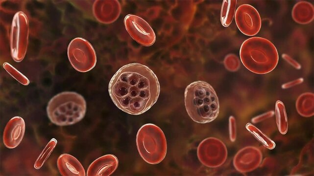 Plasmodium schizont inside red blood cell, 3D animation showing mature malaria parasite with multiple merozoites, illustrating erythrocytic stage of infection.