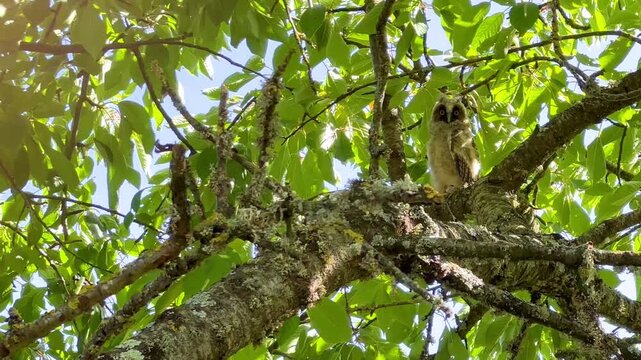 Young Long-eared owl that left the nest, watching, staring and blinking, perched in a cherry blossom tree in an orchard. Asio otus, Prunus avium, Indre-et-Loire 37, r&eacute;gion Centre, France, Europe