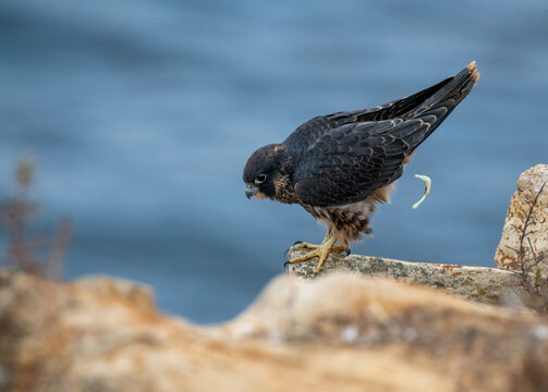 Cute juvenile peregrine falcon after just fledging and caught pooping off some prey remains