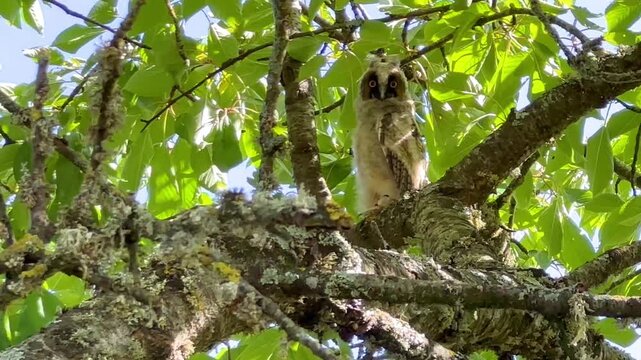Young Long-eared owl that left the nest, watching, staring and blinking, perched in a cherry tree in an orchard. Asio otus, Prunus avium, Indre-et-Loire 37, r&eacute;gion Centre Val de Loire, France, Europe