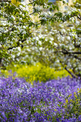 Obraz premium Spring Blossom Trees Over Purple Wildflowers in a Blooming Garden