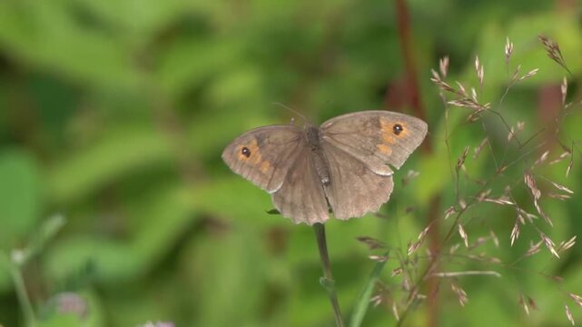 Macro close-up of a Meadow Brown butterfly (Maniola jurtina), showcasing its characteristic orange-flushed wings and black eyespots in a natural habitat, butterflies stock video footage clip