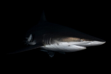 Fototapeta premium Oceanic blacktip shark swimming through clear blue water in the Indian Ocean off the coast of South Africa. Underwater wildlife image showing a pelagic shark in its natural marine environment.