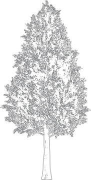 Hand Drawn Tall Deciduous Tree Vector Illustration Isolated on Botanical Sketch