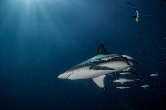 Oceanic blacktip shark swimming through clear blue water in the Indian Ocean off the coast of South Africa. Underwater wildlife image showing a pelagic shark in its natural marine environment.