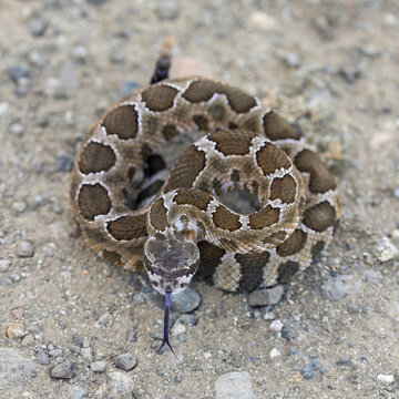 Eye-level portrait of a young Northern Pacific Rattlesnake coiled tight in a defensive pose on gravelly trail. Santa Teresa County Park, Santa Clara County, California.