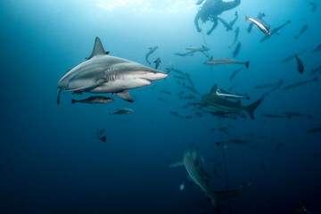 Naklejka premium Oceanic blacktip shark swimming through clear blue water in the Indian Ocean off the coast of South Africa. Underwater wildlife image showing a pelagic shark in its natural marine environment.