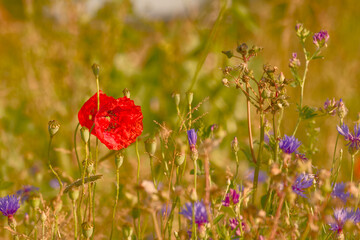 Fototapeta premium Common poppy flowering among cornflowers and wild meadow plants