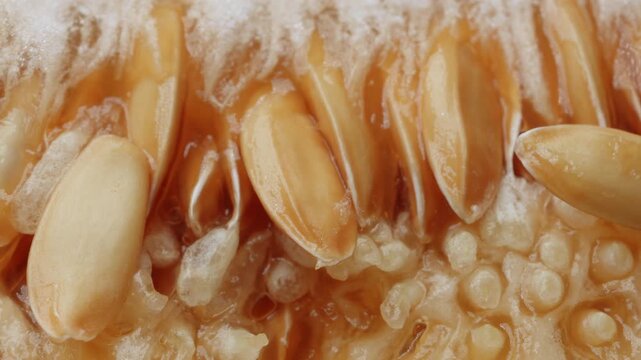 Honeydew melon and seeds close up rotating camera motion stock footage