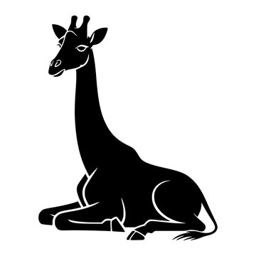 Giraffe Laying Down